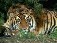 pic for tiger sleep
